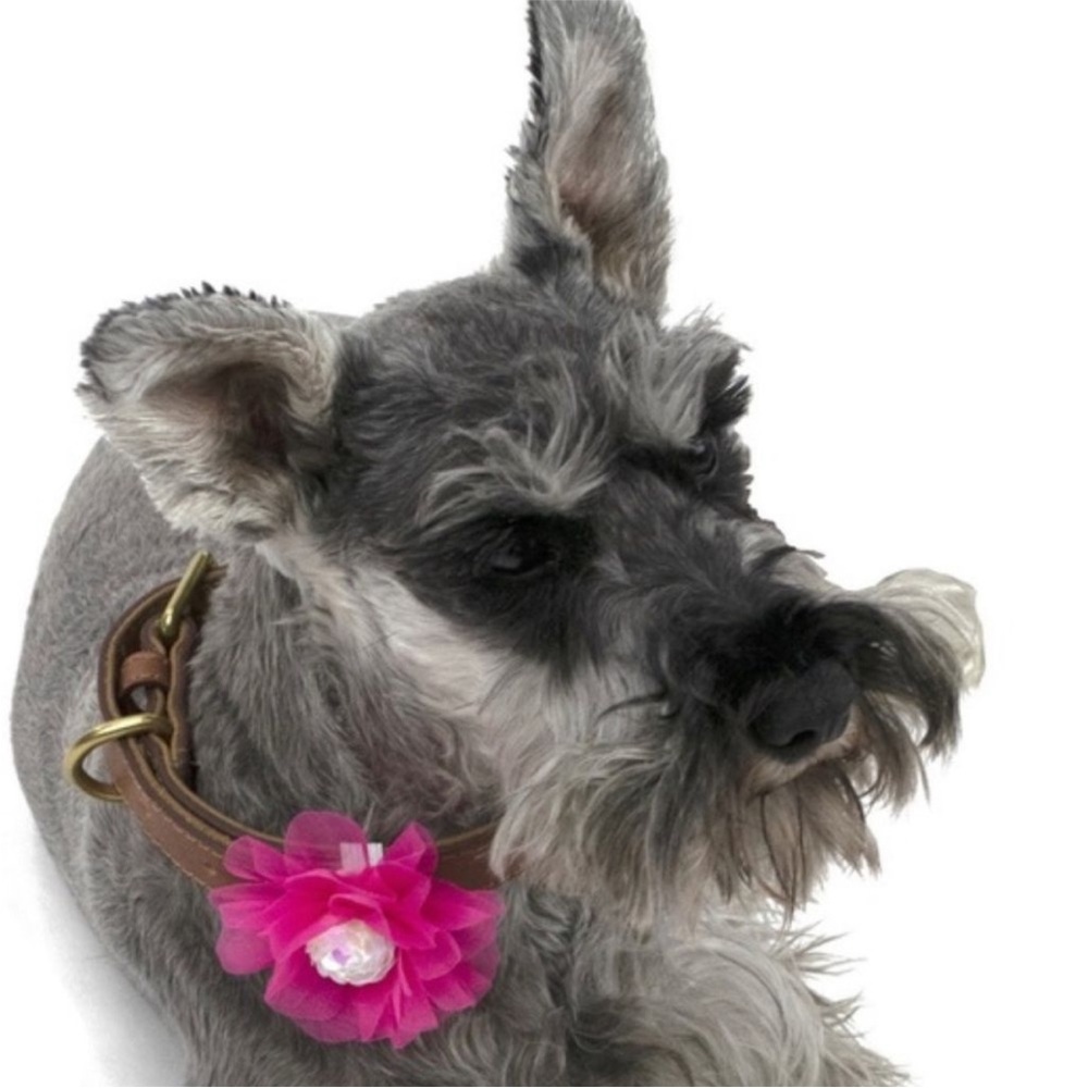 NWT Vibrant Life Accessories 3 Hair Bows For Dogs XS/S (20 lbs) or M/L (90 lbs)